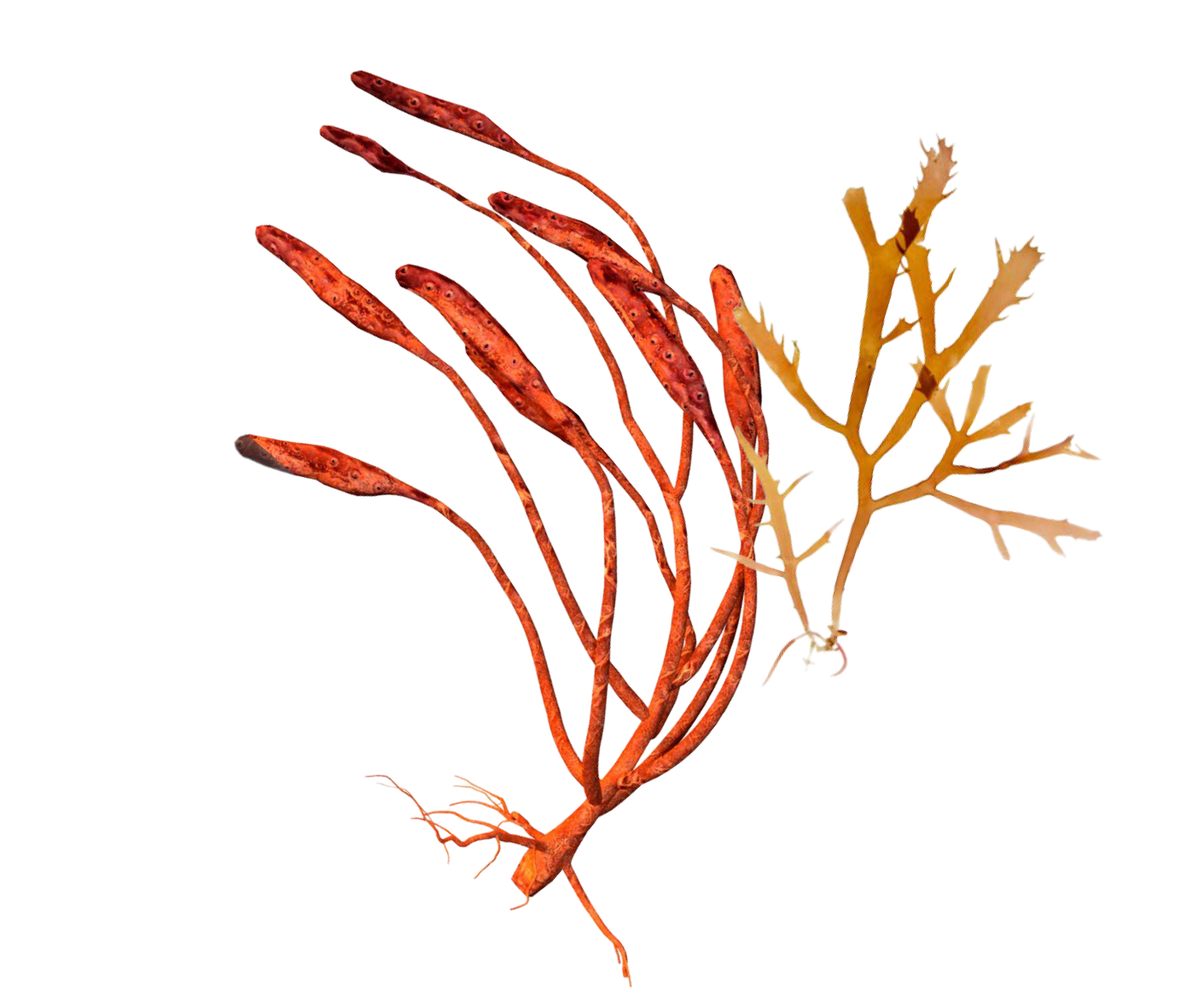 leaves